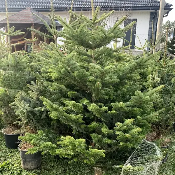Čerstvo odrezaná jedľa
